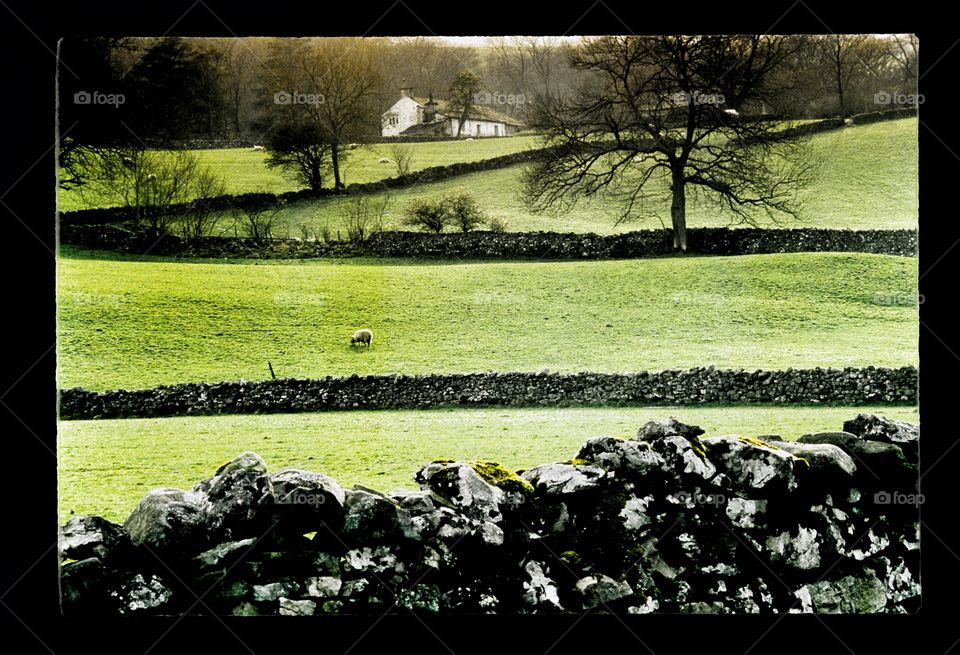 Farm. Lake District 