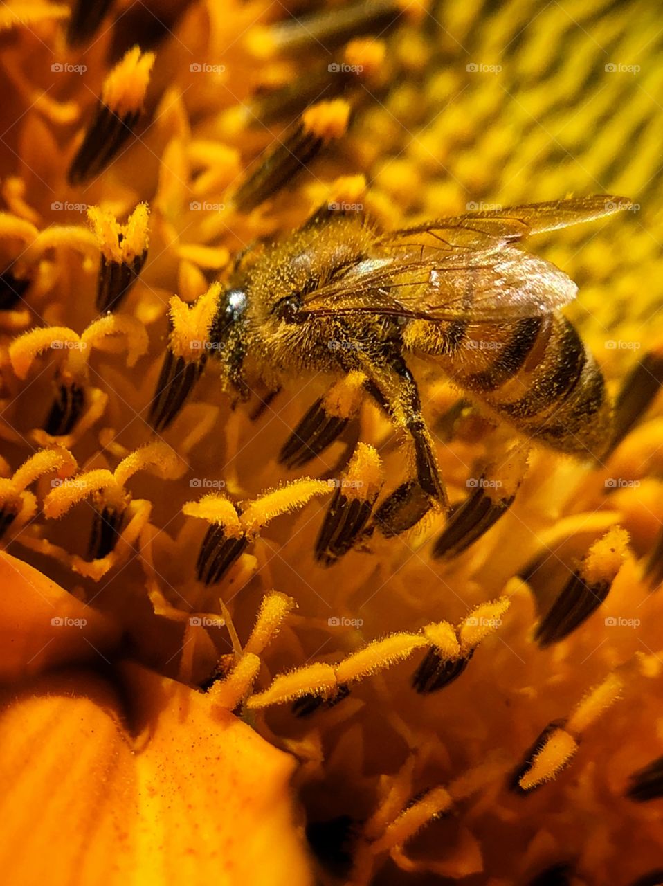 A closeup on a little working bee, full of pollen, on a sunflower. Who could imagine this little worker would carry so much pollen in its flights...