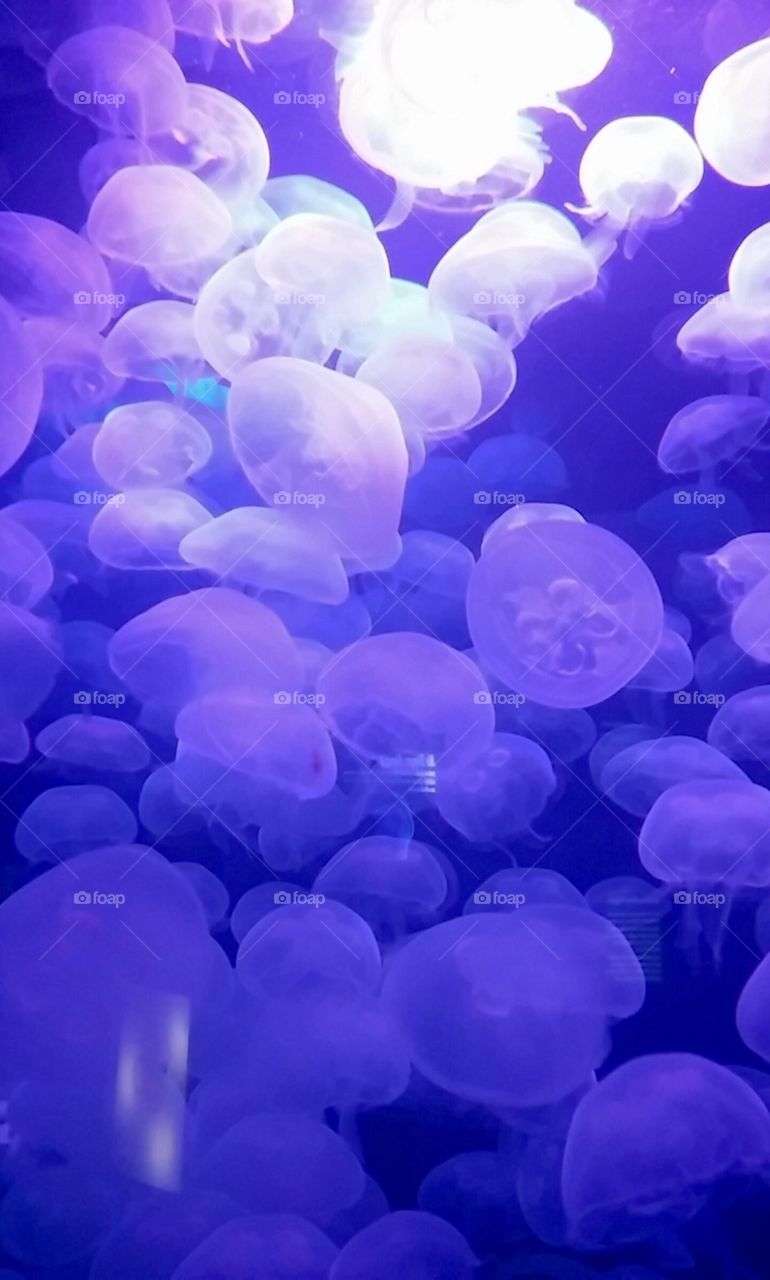 Little jellyfish 
