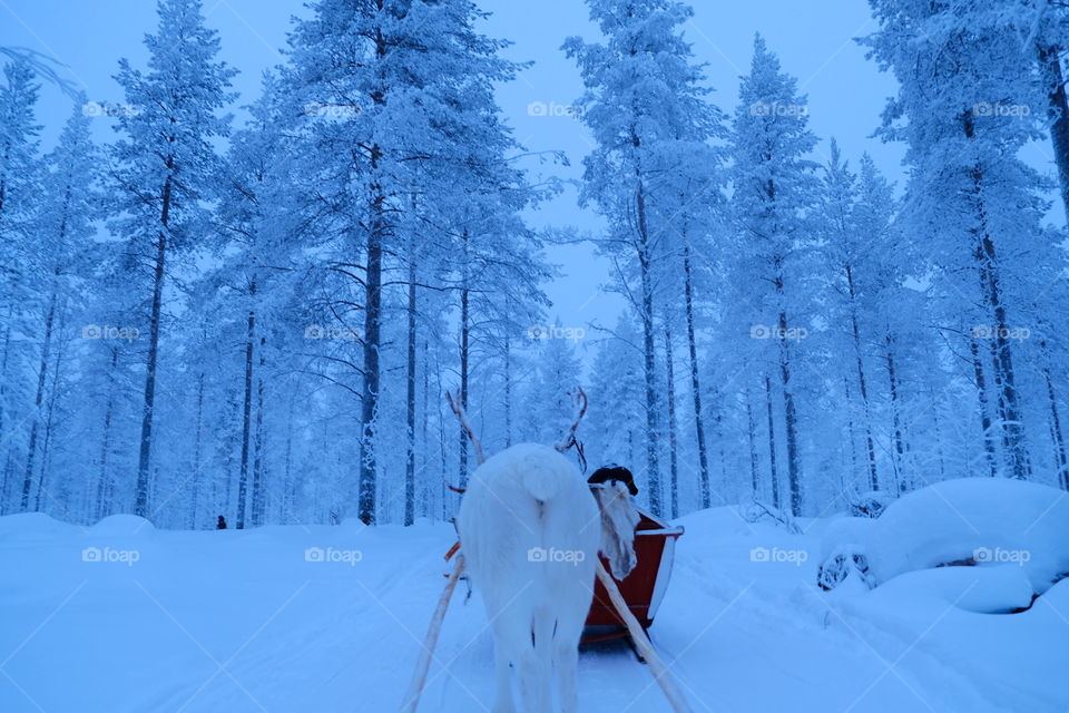 Reindeer Ride in Finland