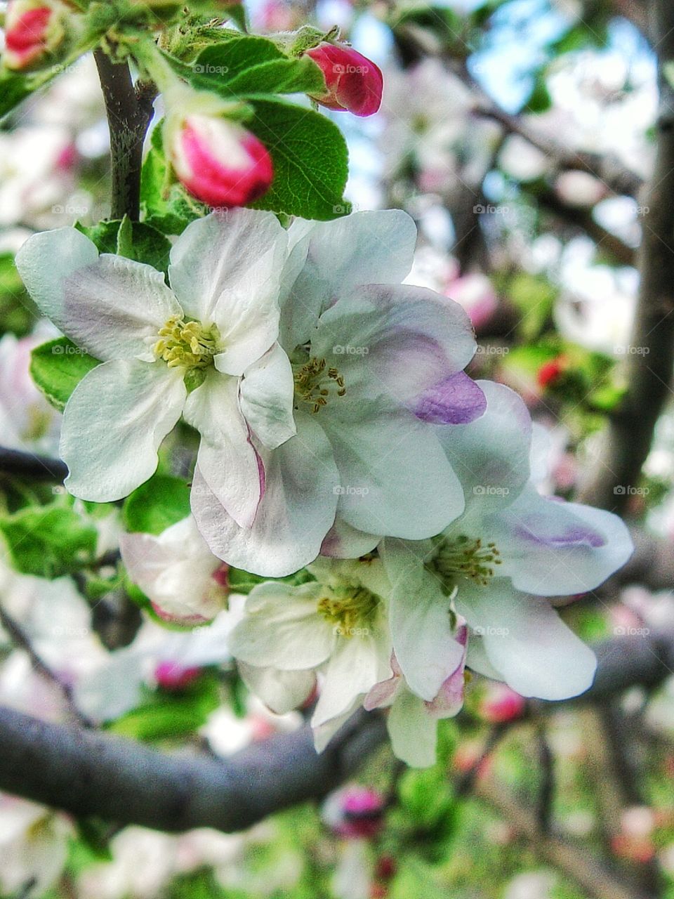 Apple blossoms