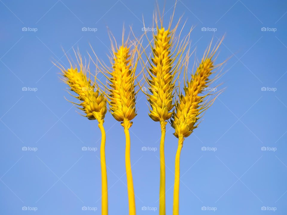 Four wheat ears isolated on blue sky background. Selective focus