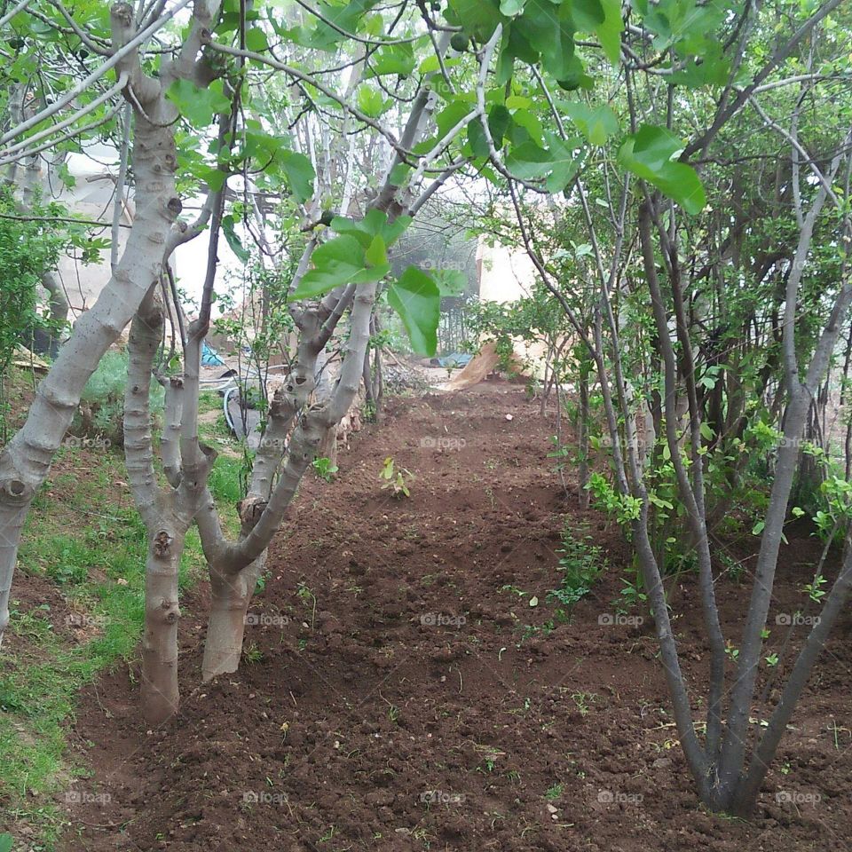 Beautiful garden and a plowing field.