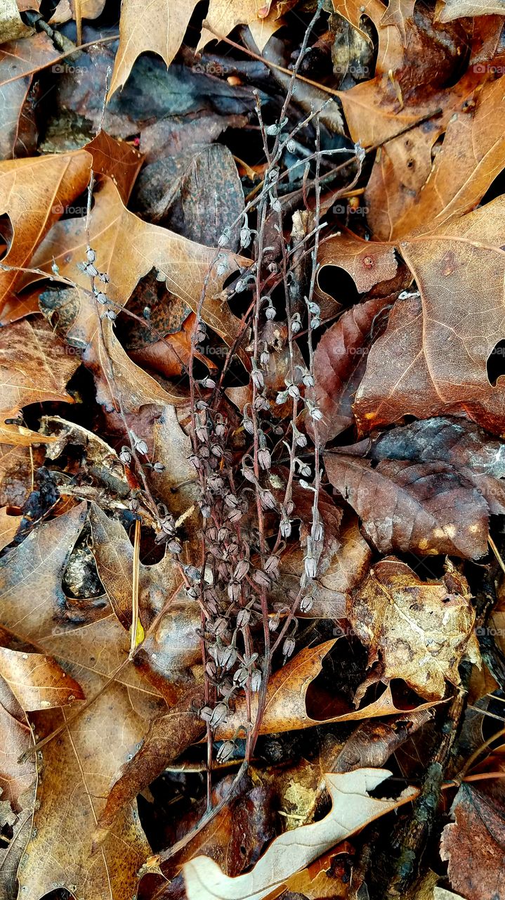 winter carpet in the forest.  leaves and dried flowers.