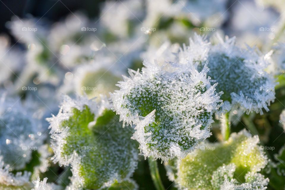 Closeup of sun shining on green leaves covered with beautiful white frost ice crystals 