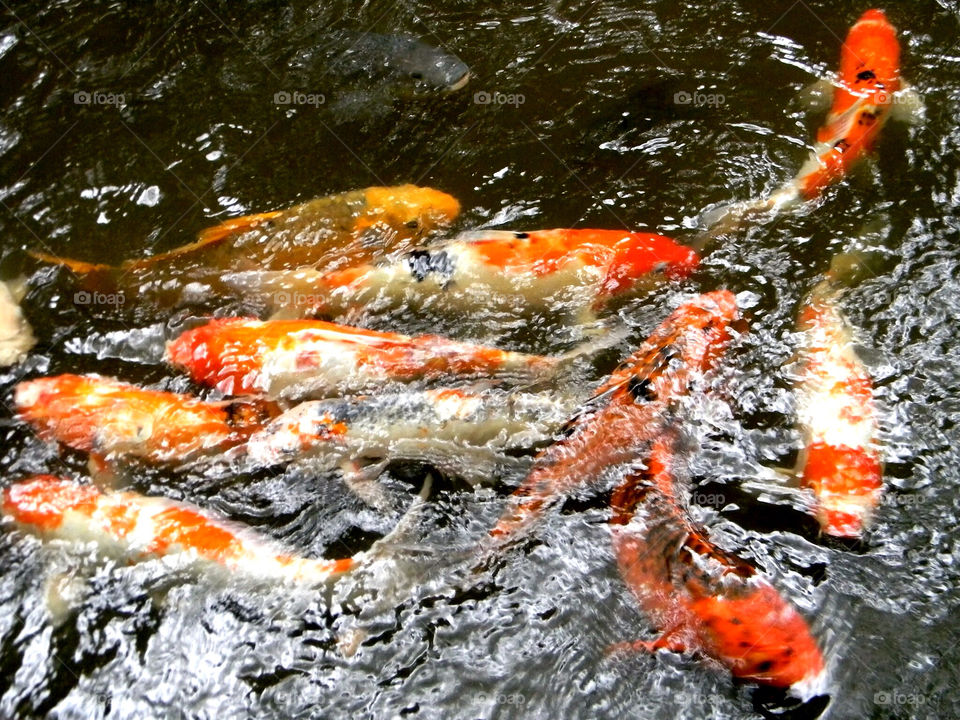 Koi fish