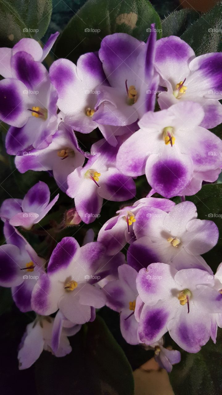 violets purple & white