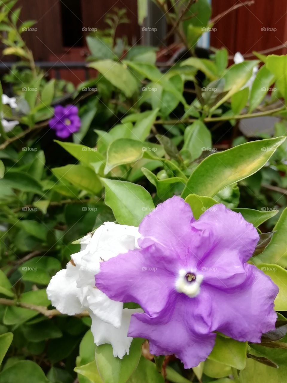Purple & White Flowers...