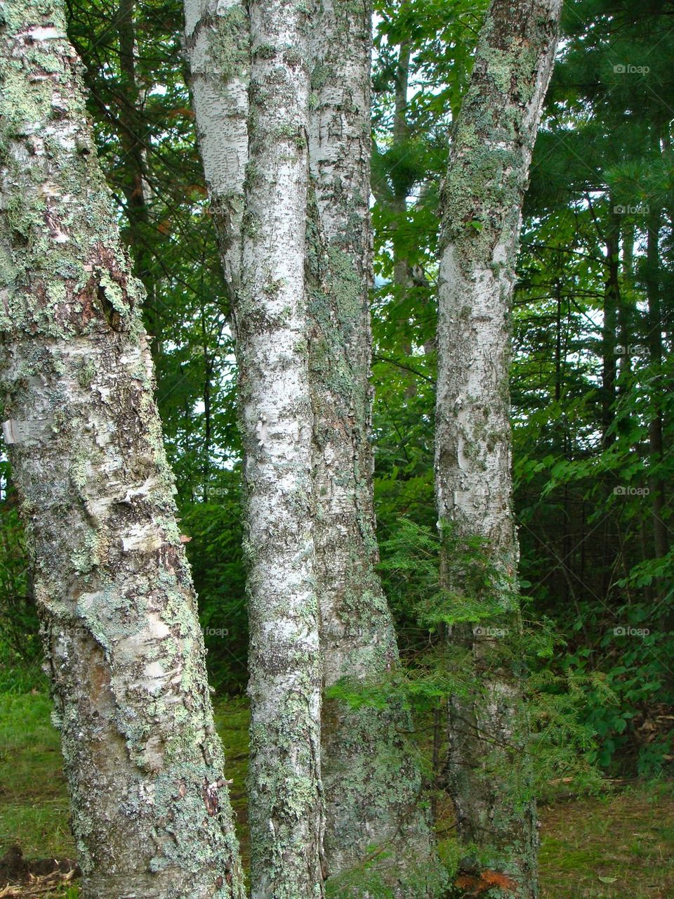 Birch Trees