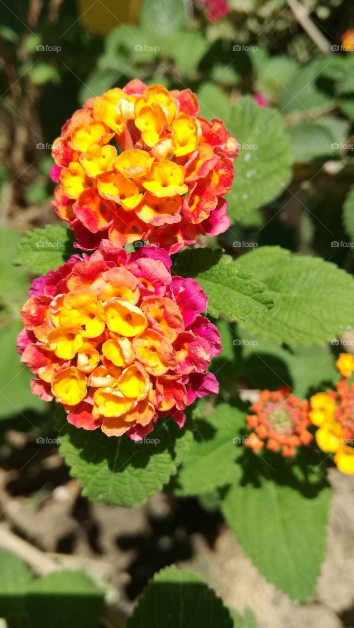 lantana