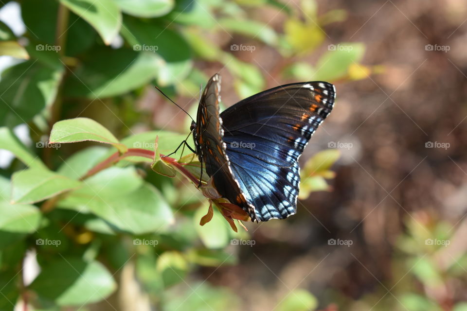blue butterfly perched on a plant
