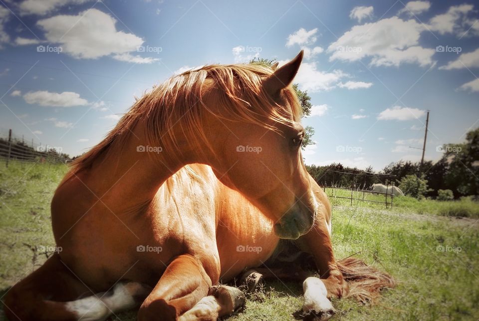 Horse sitting in field