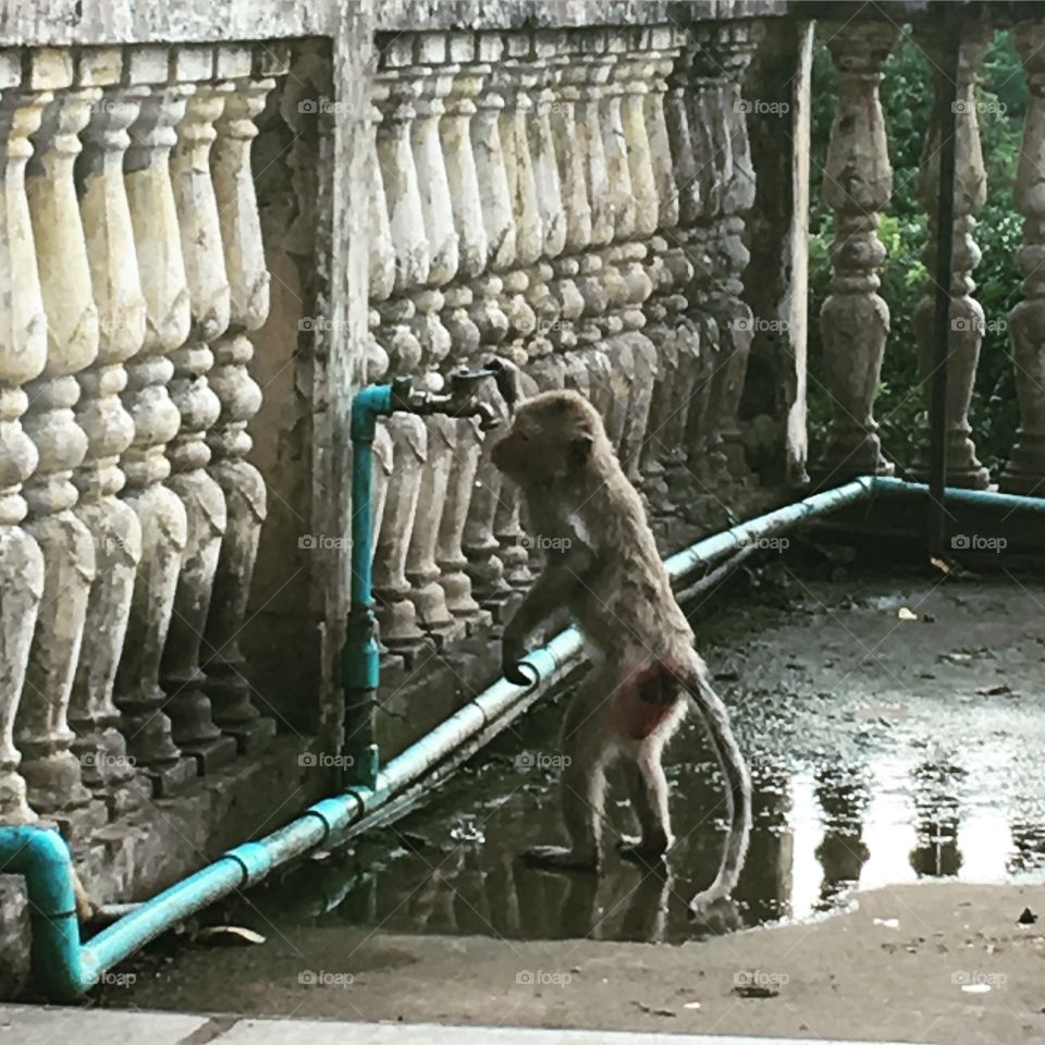 Urban monkey 