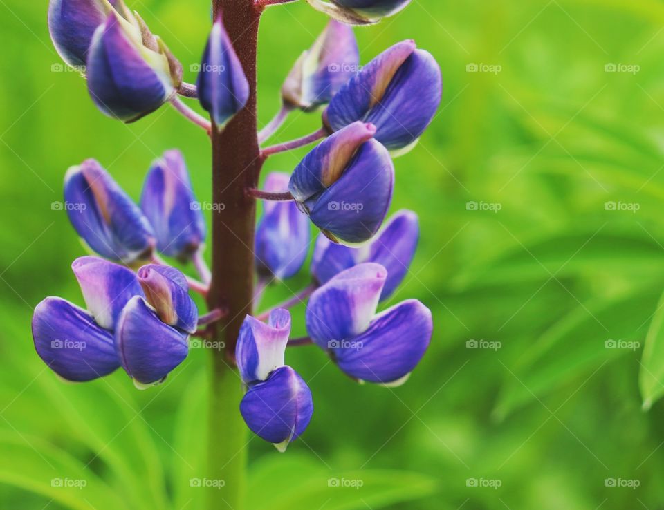 Bright purple flowers closeup