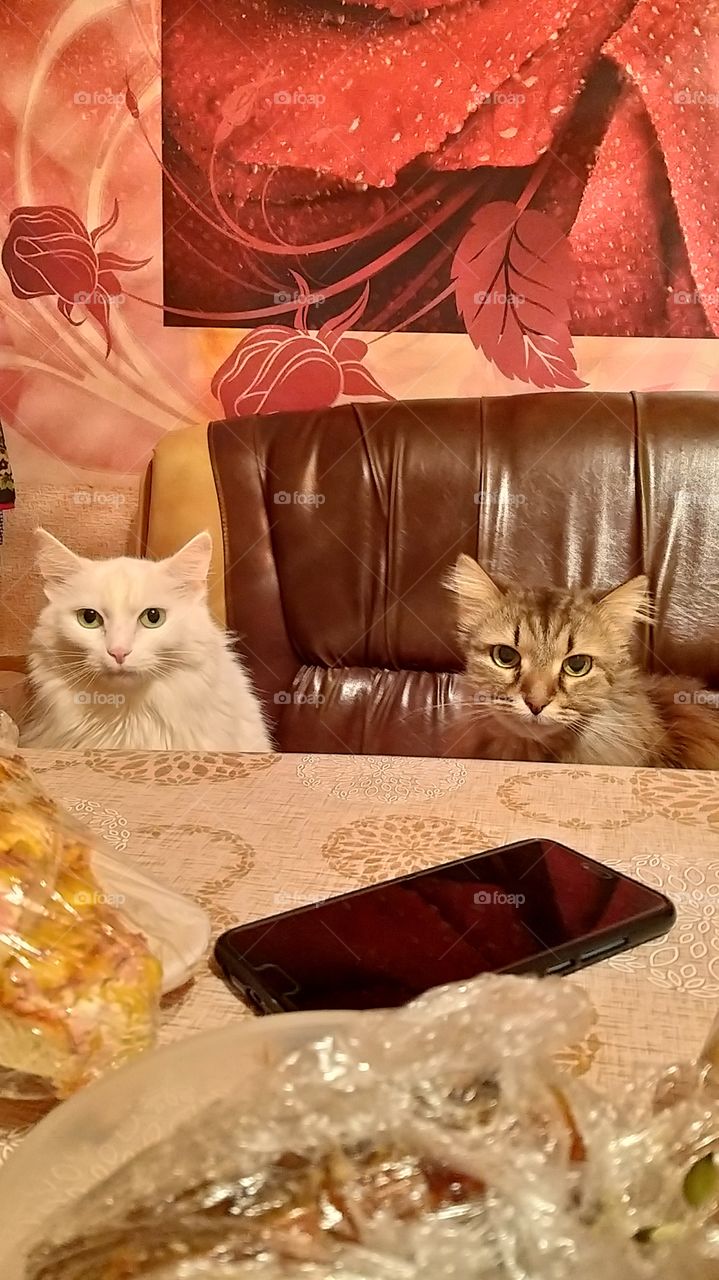 two cats gray Siberian and white Angora are sitting at the table and waiting for food