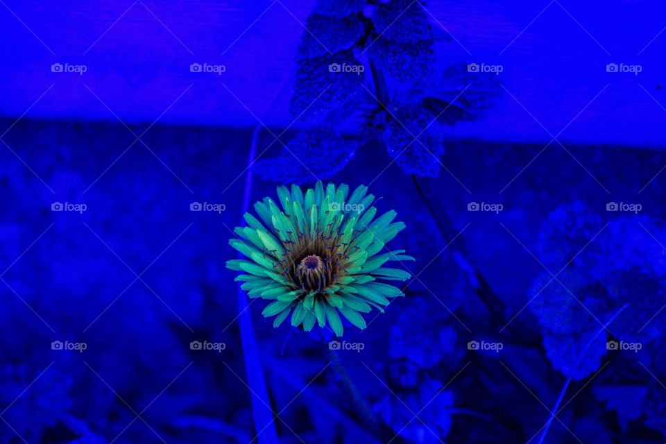 abstract dandelion with a blue background