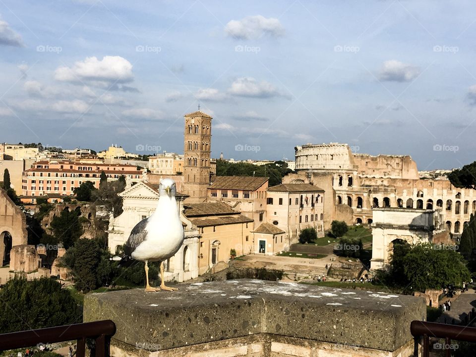 The Mediterranean gull. view of Rome from the Palatine Hill. Historical landscape. City view. 