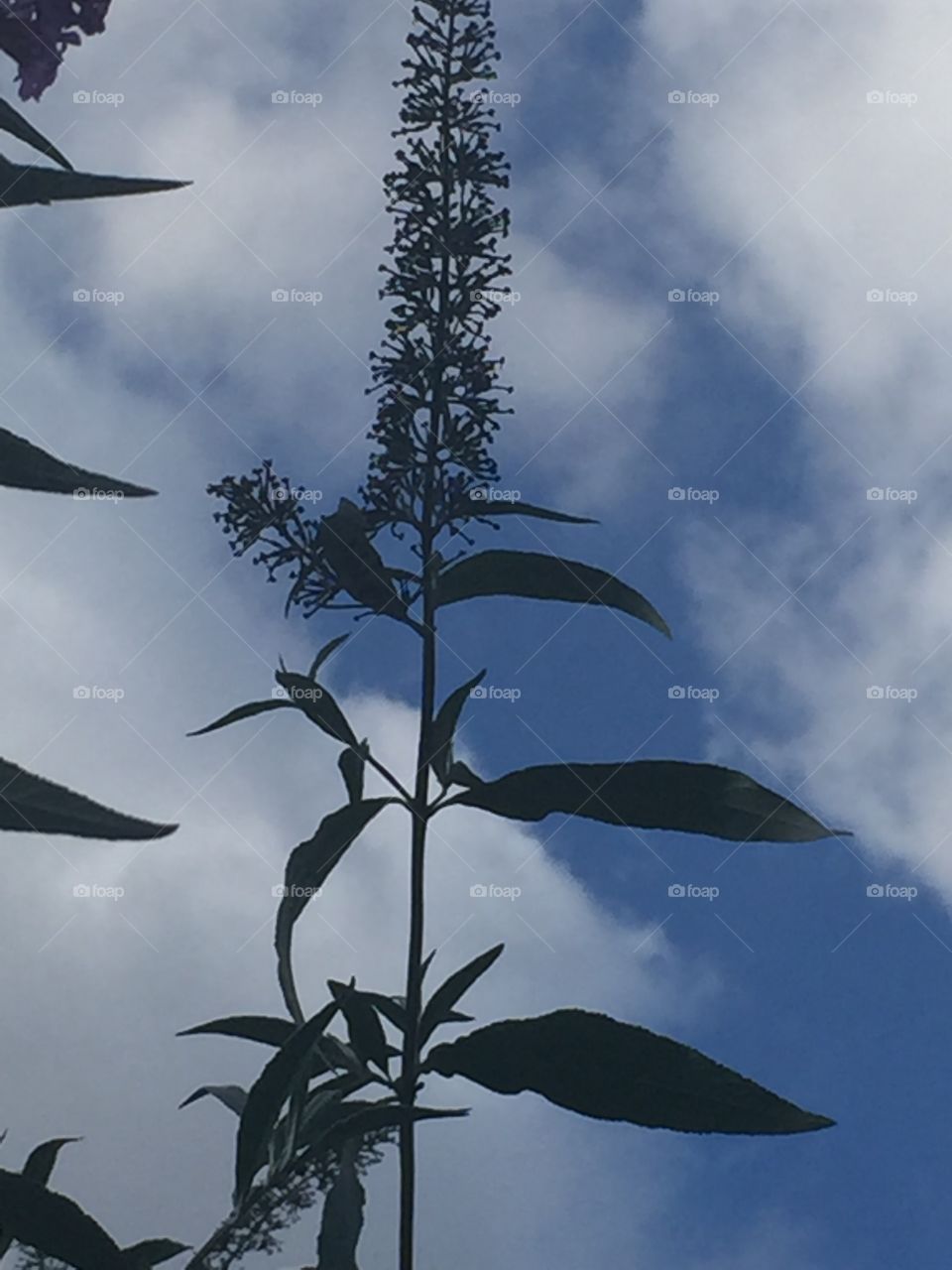 A tall flower stem against blue sky and clouds. 