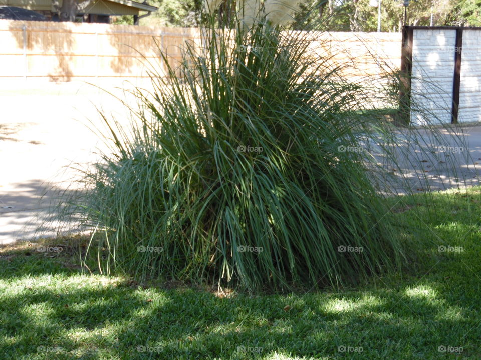 desert island. This is a picture of a desert plant that is very common in the area. 👣 🚶 🏃 🔥 💨