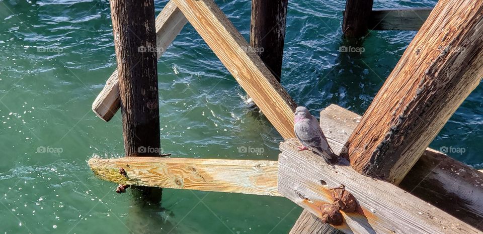 Pigeon in sun under pier over water