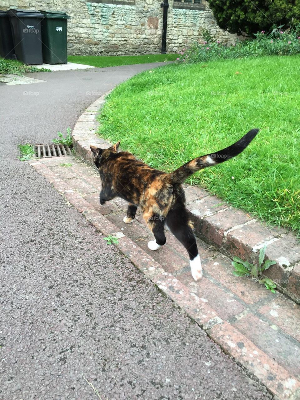 Wandering cat came to say hello. 