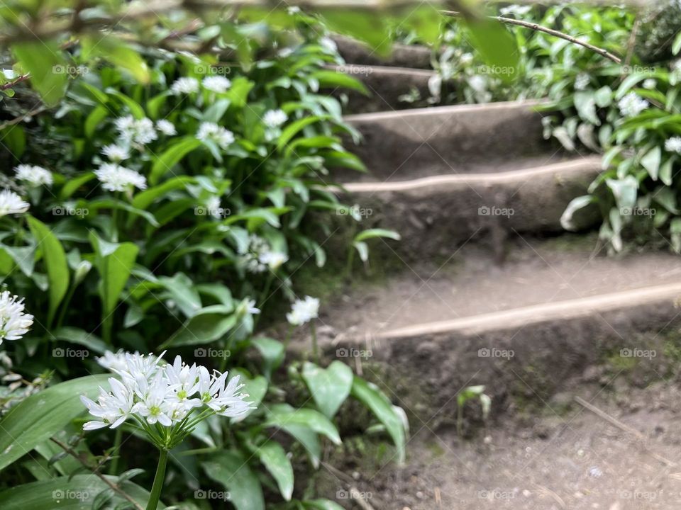 Steps up from the beach covered in wild garlic 