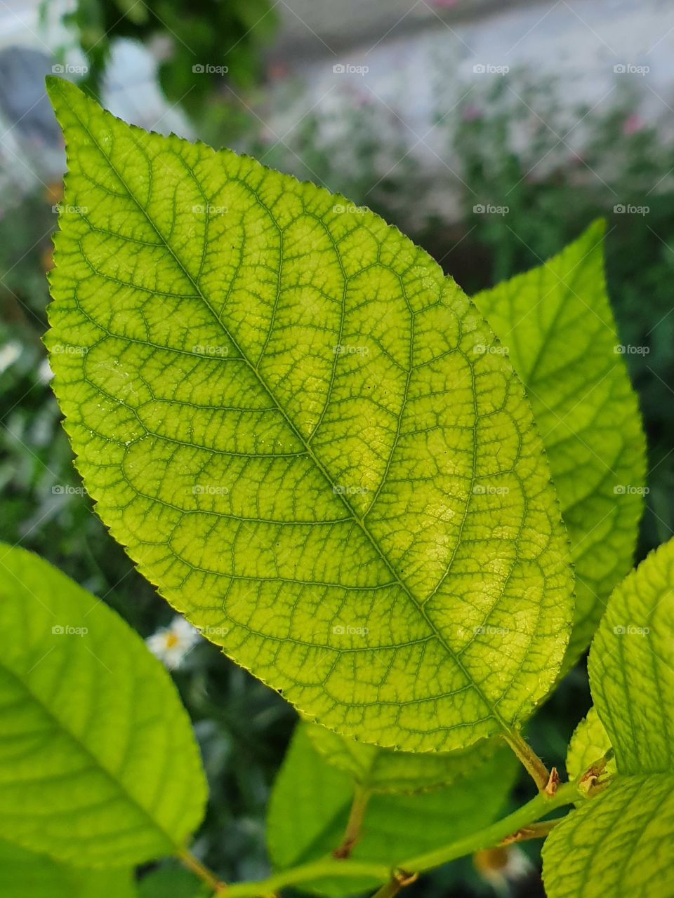 green leaf with interesting veins