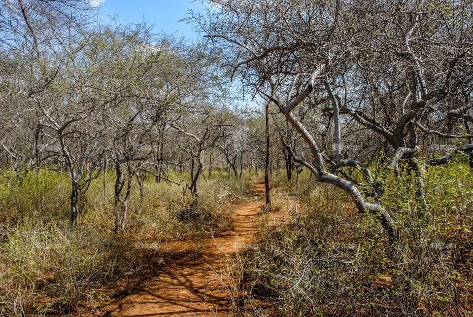 beautiful nature forest 