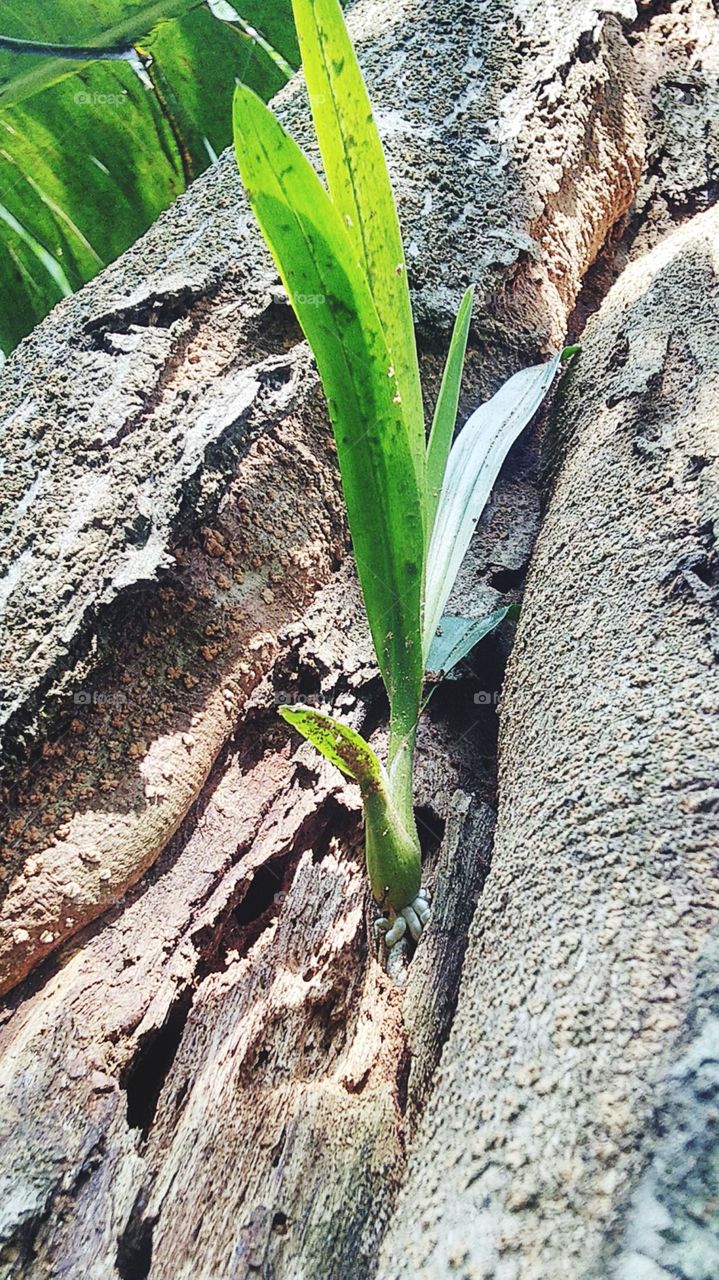 This plant grows on the body of a tree