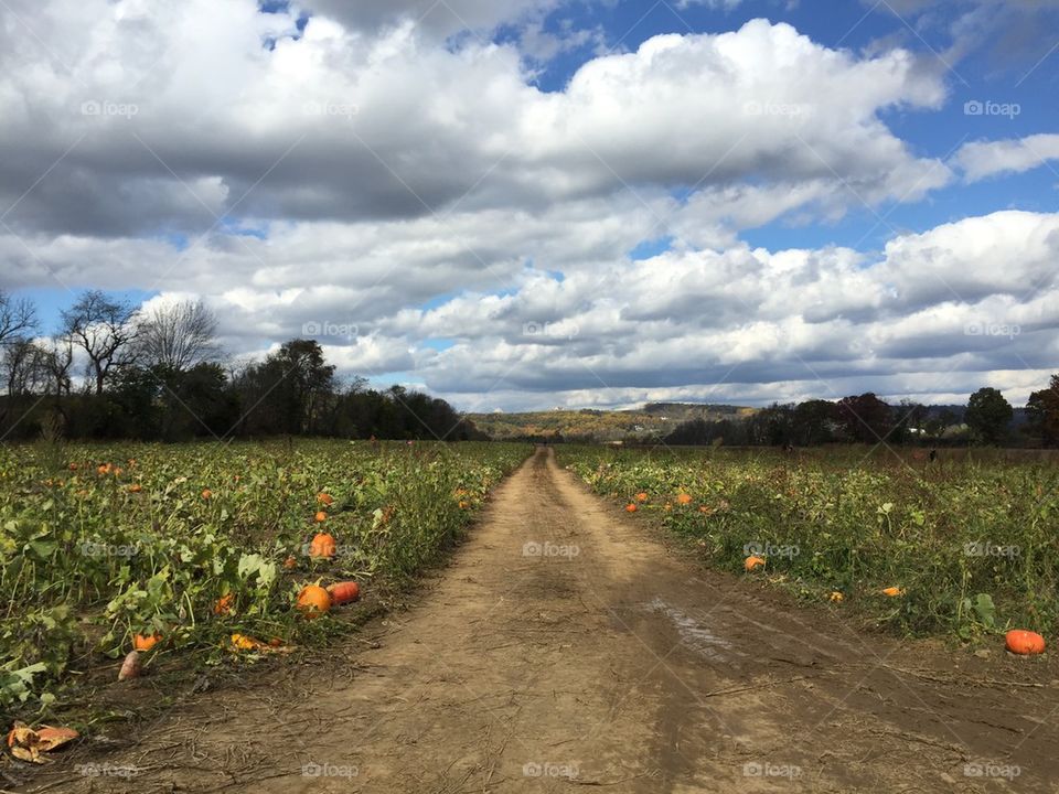 Pumpkin patch
