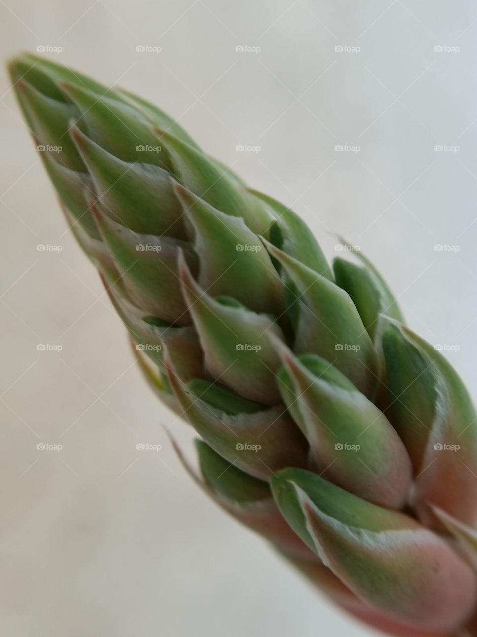 Bud aelo succulent. Enlarged image of bud of Aelo Juvenna