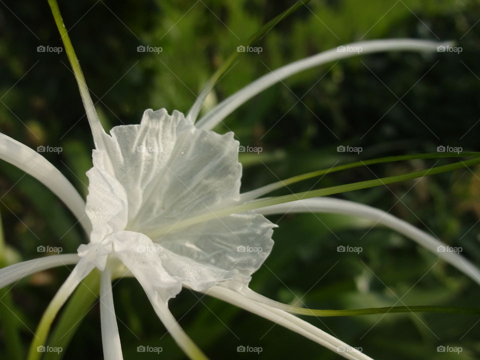 white flower in nature