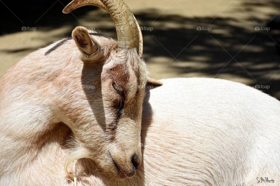 Sleeping goat