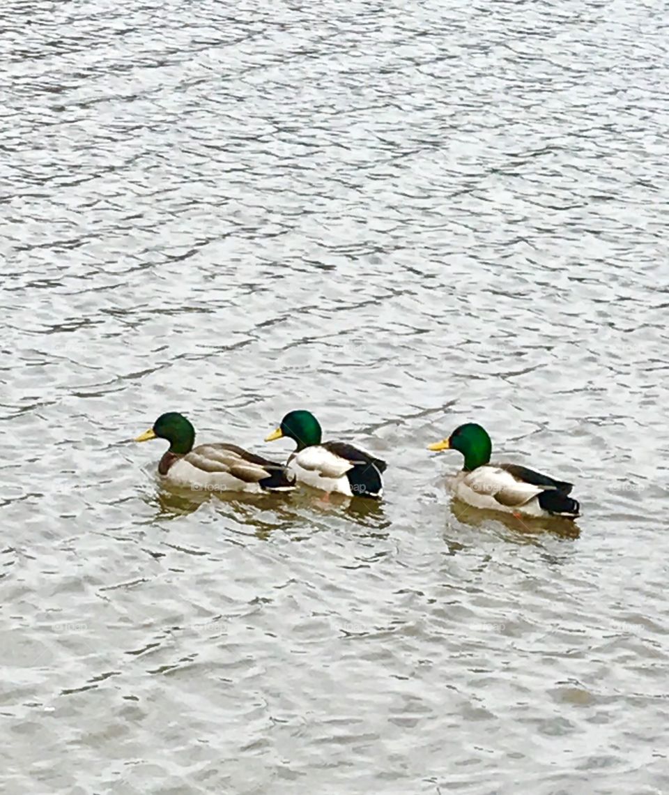 Happy ducks