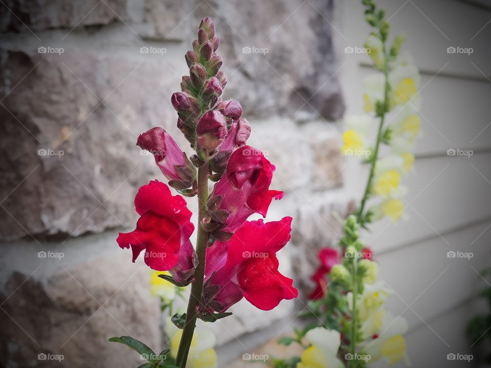 Snapdragons