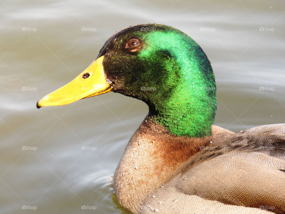 duck