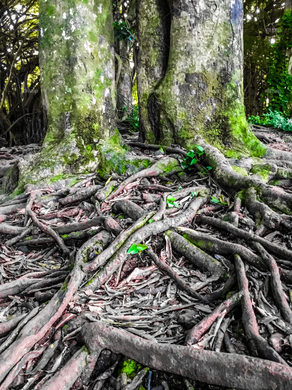 Two trees with roots intertwined 