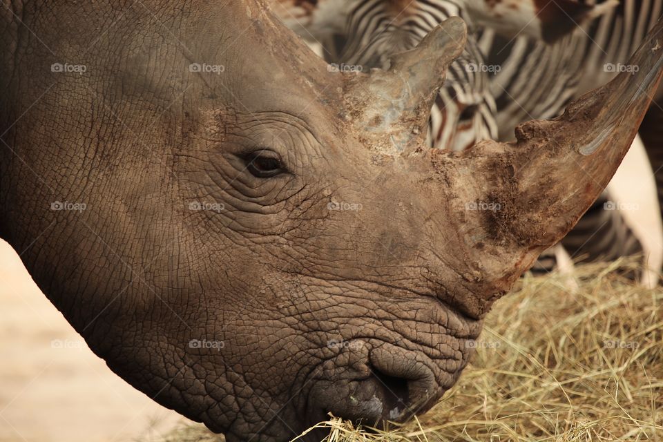 Rhino Horns. Close up of rhino horns 