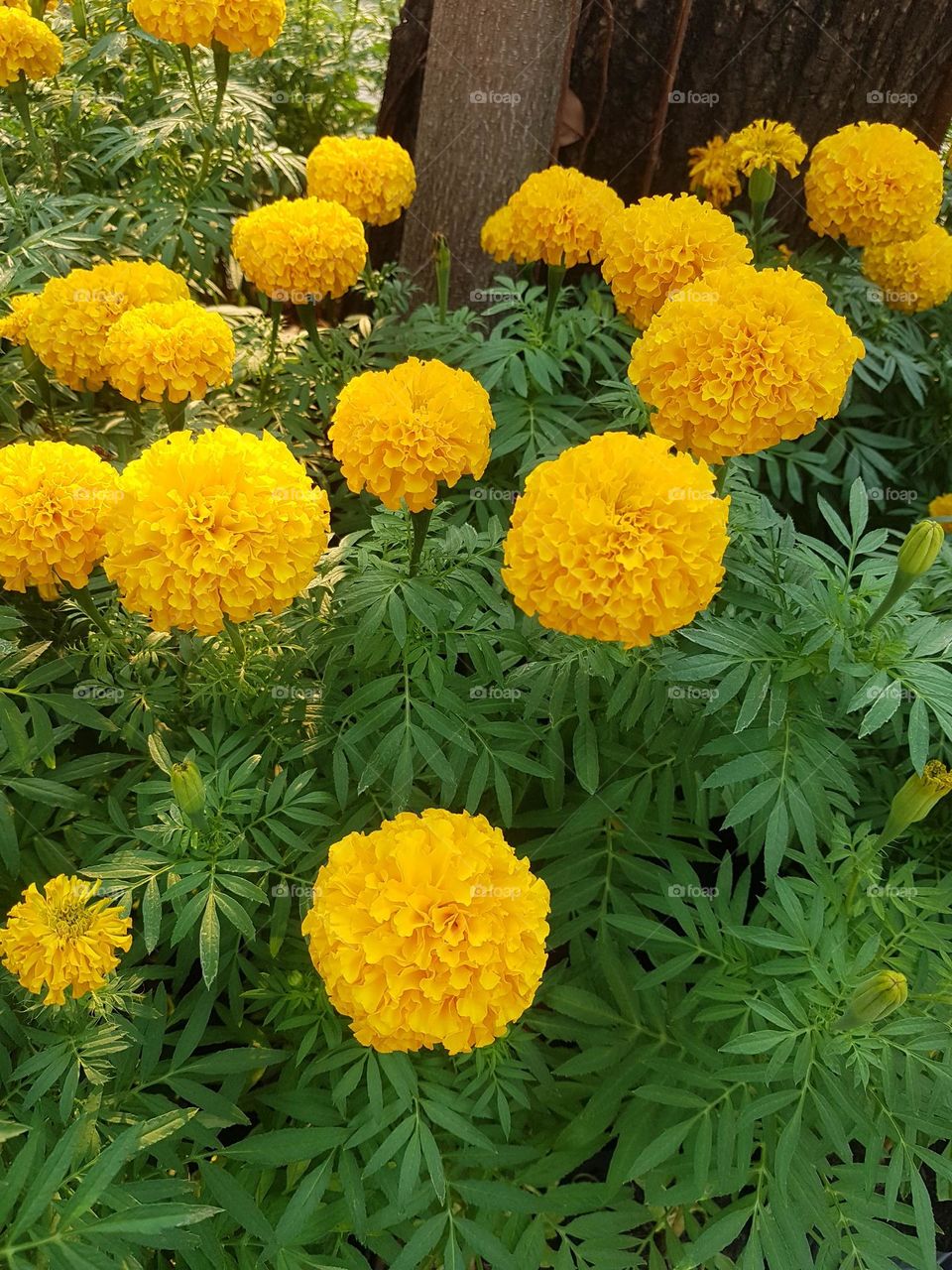 marigold