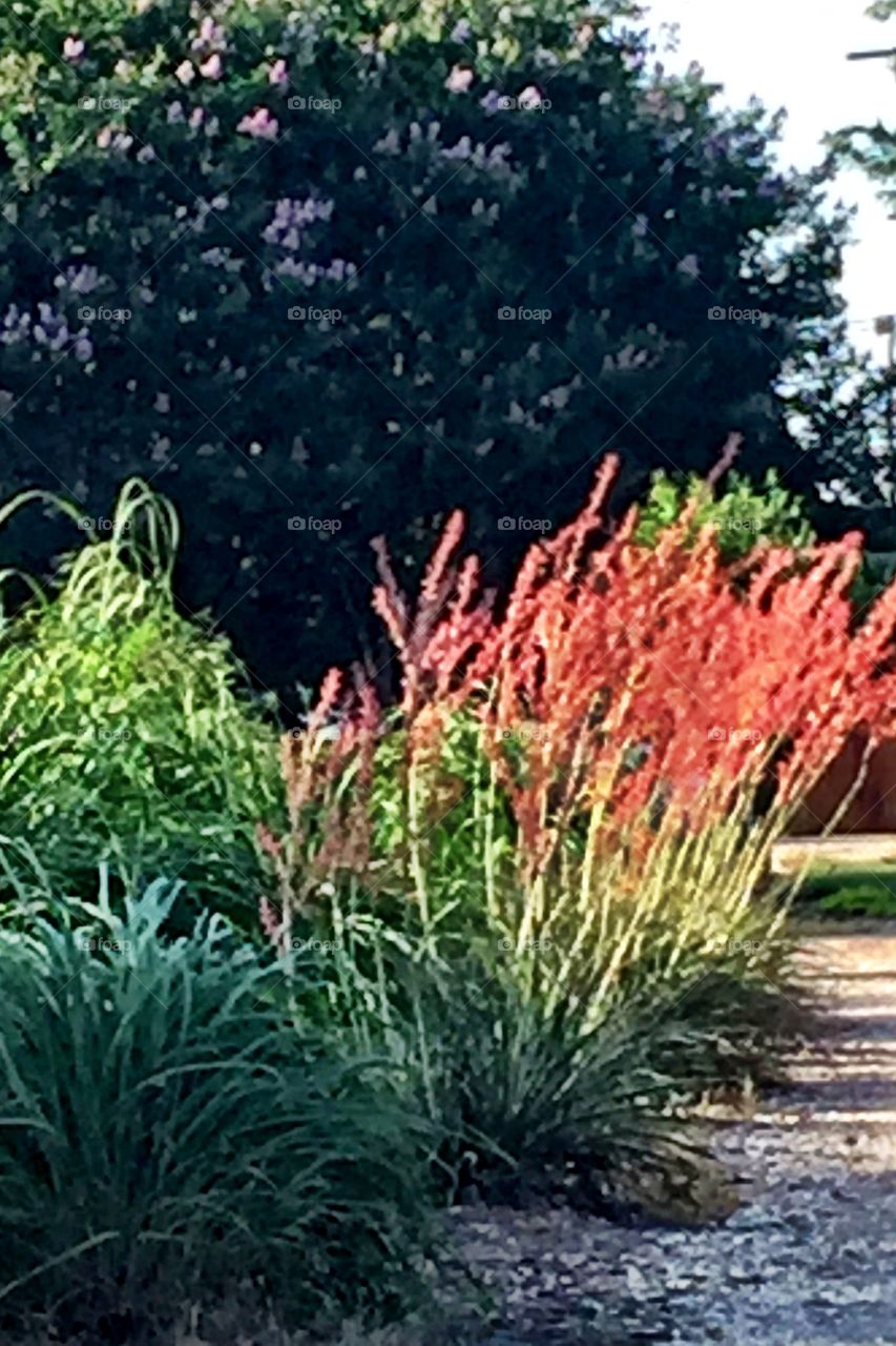 Red Bushes 