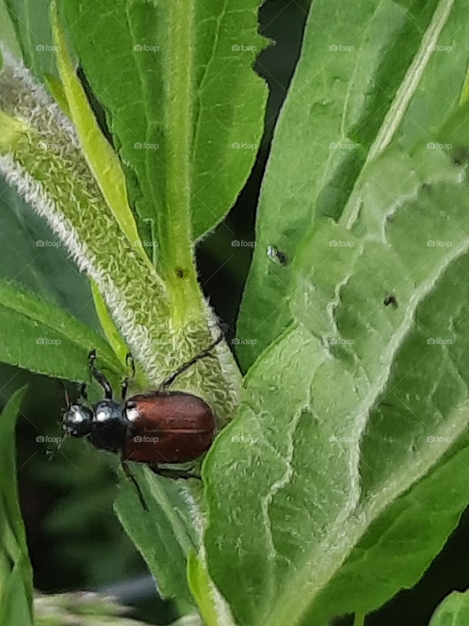 May beetle on green leaves