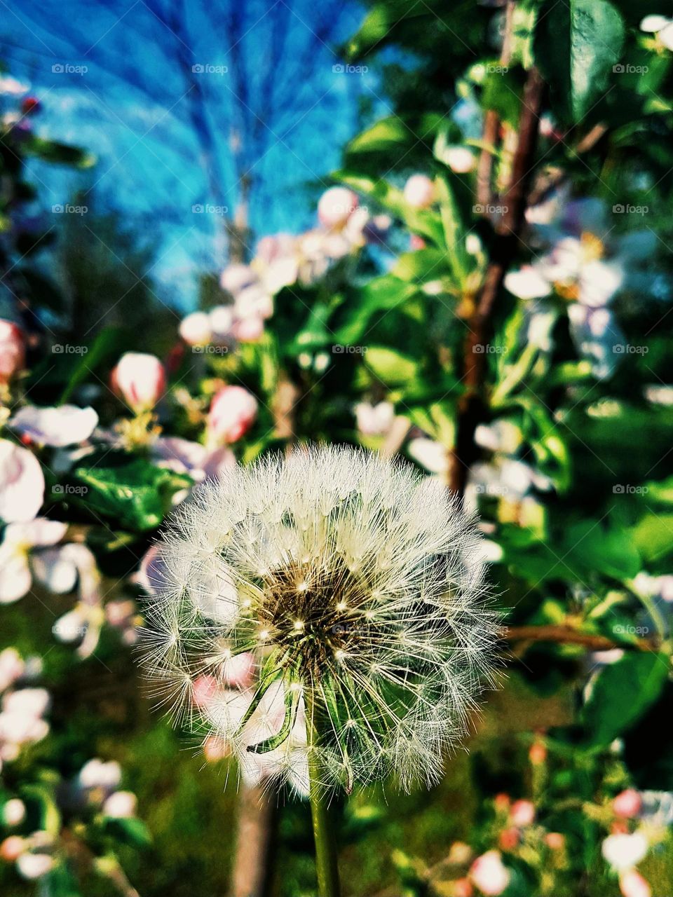 white plant