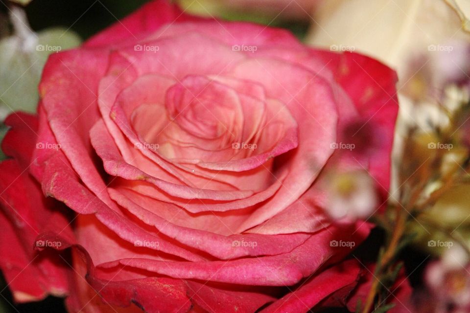 Pink rose 