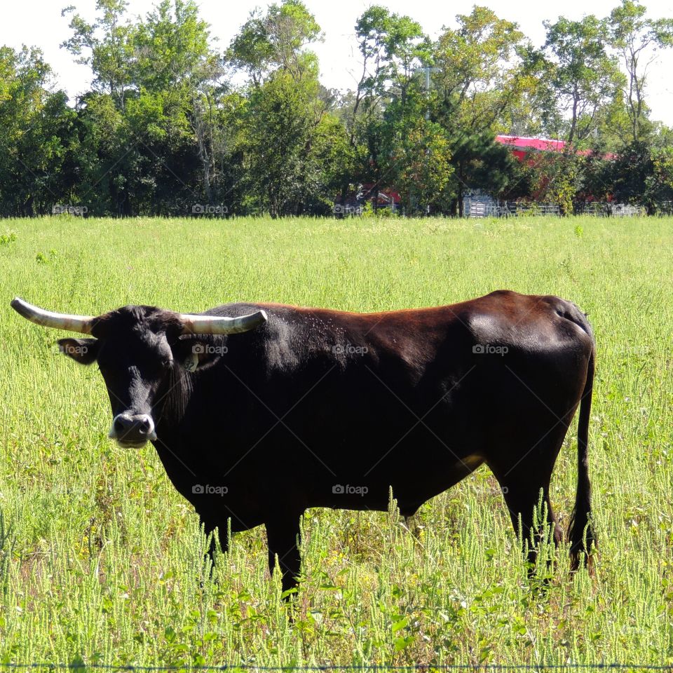 Longhorn boss. Longhorn in a Texas pasture