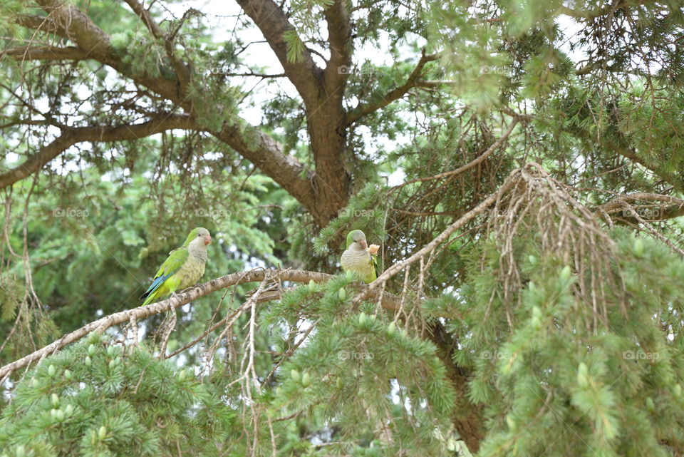 Parrots in the tree