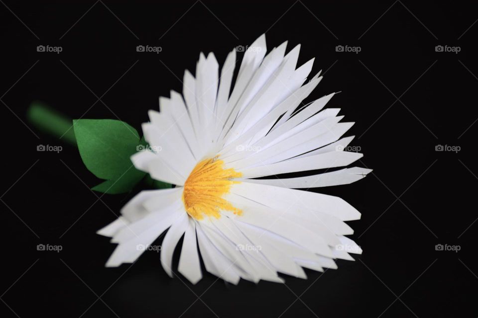 Paper Daisy