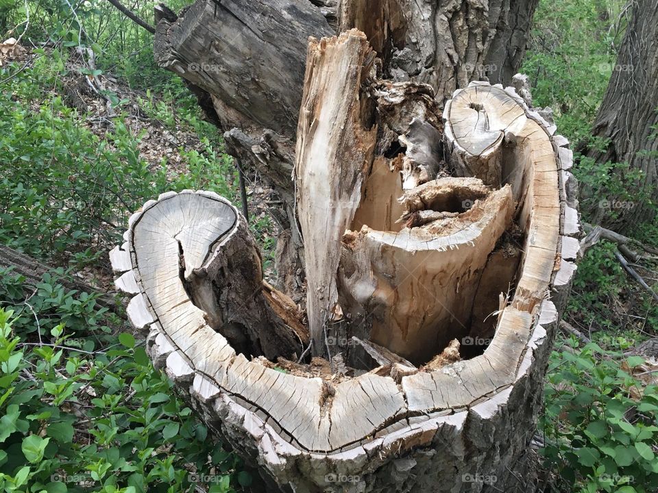 This big old tree trunk looked like a heart so had to take a picture, the truck had split and kept growing, so the back side is perfect, but the city cut this side off so not to fall on anyone walking the path