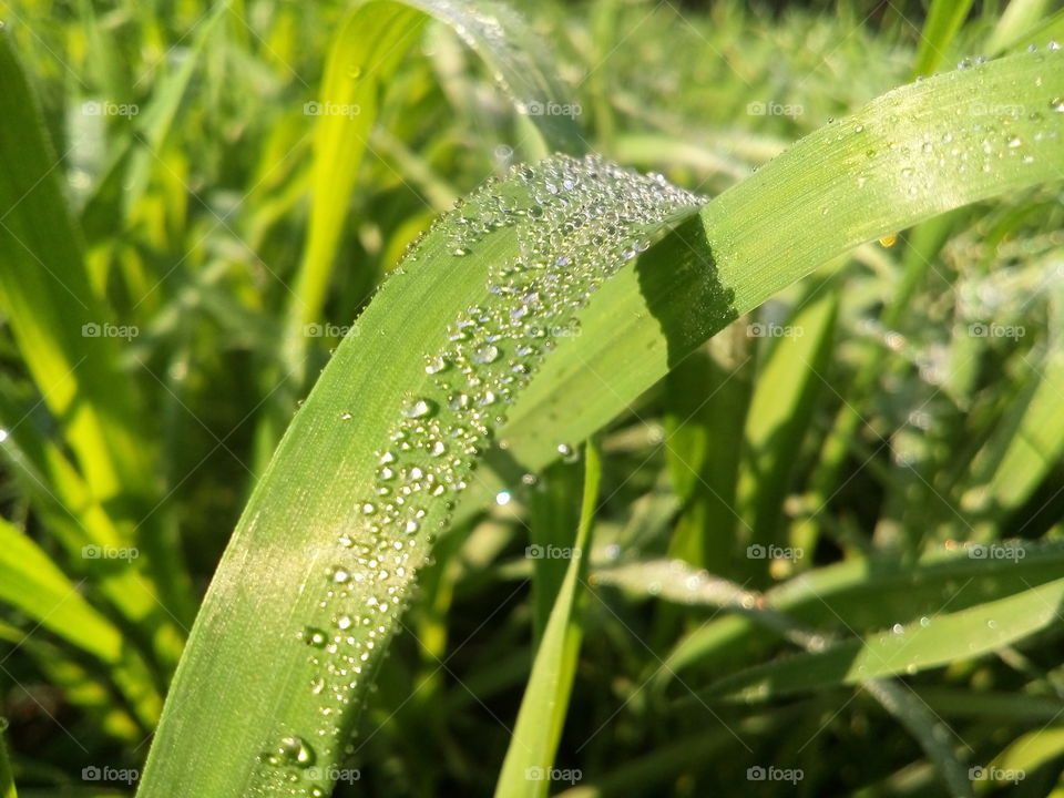 beautiful water diamonds on grass
