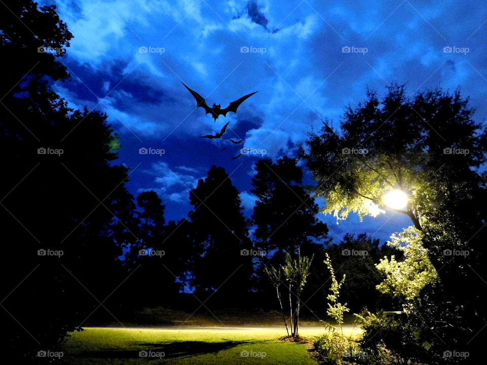 Bat flying over the tree at night in forest