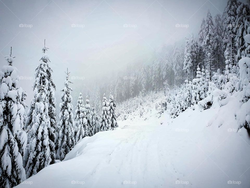Winter fairy tale in the mountains. On the snowy mountain there are Christmas trees in the snow, which are bent under the weight of the snow. Fog in the background of a winter landscape